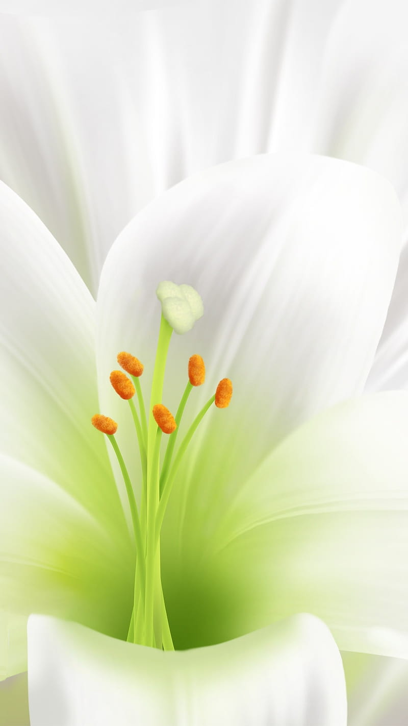 Easter Lily, flower, holiday, white, HD phone wallpaper | Peakpx