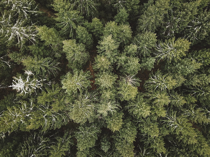 spruce, aerial view, forest, trees, HD wallpaper