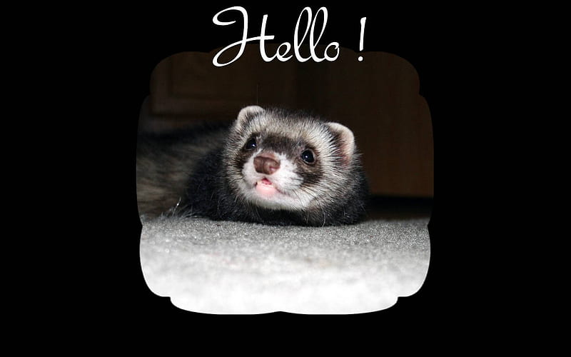 Hello says the ferret!, nature, rodent, ferret, animal, HD wallpaper