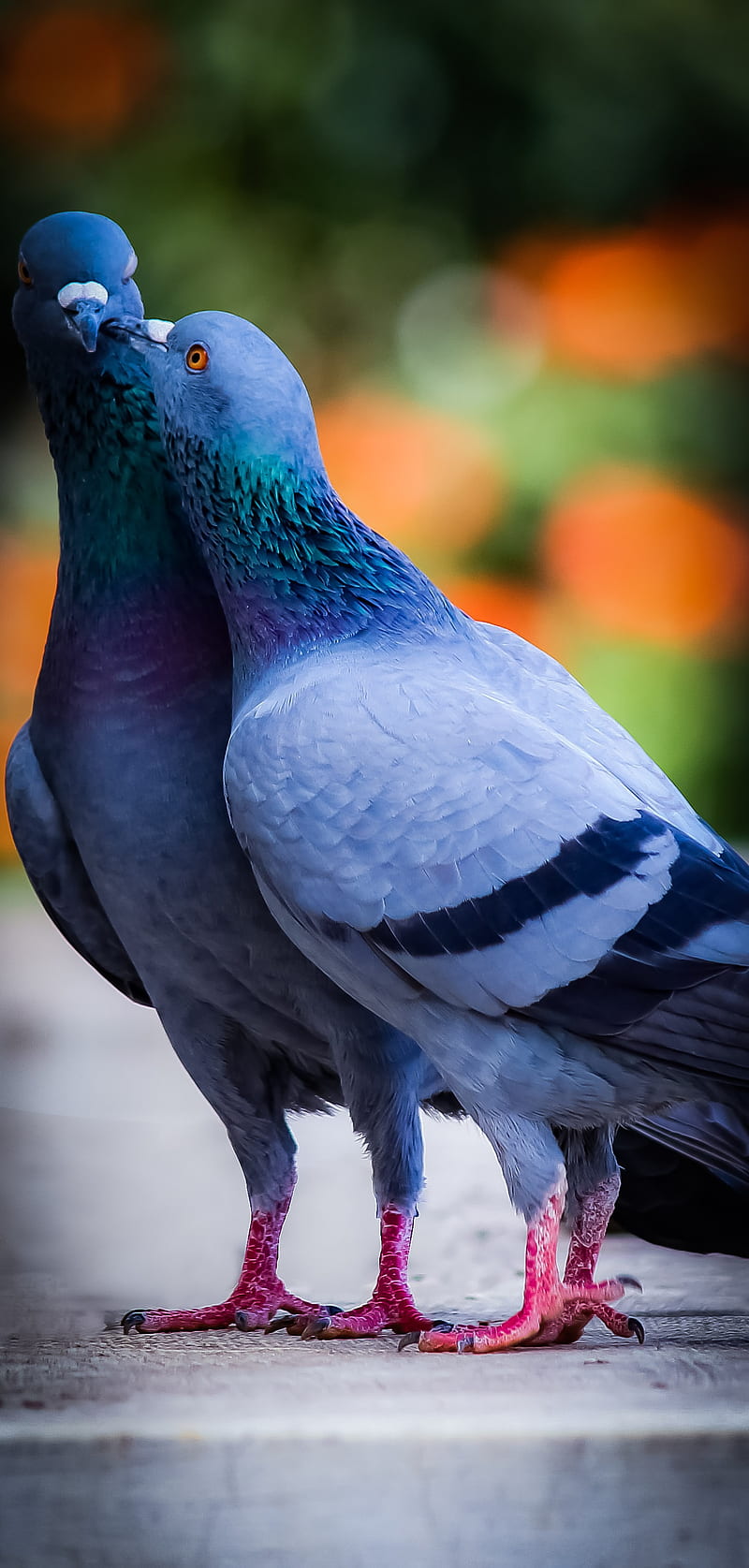 Fancy Fantail Pigeons BEAUTY NATURE BIRDS HD wallpaper  Peakpx