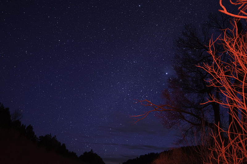 trees, night, starry sky, branches, twilight, HD wallpaper