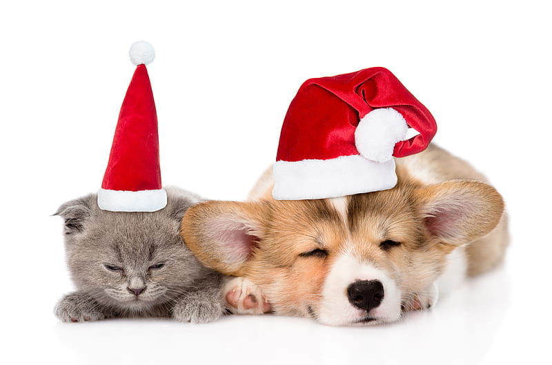 Waiting for Santa, sleep, craciun, christmas, caine, cat, animal, cute, pet, couple, pisica, puppy, dog, HD wallpaper
