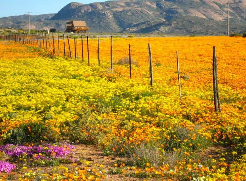NAMAQUALAND IN FULL BLOOM, desert, springtime, seasons, africa, namaqualand daisies, mountains, flowers, nature, golden yellow, HD wallpaper