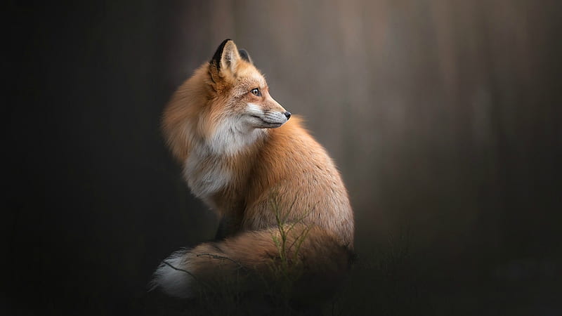 Red Fox, fox, tail, wild, HD wallpaper | Peakpx