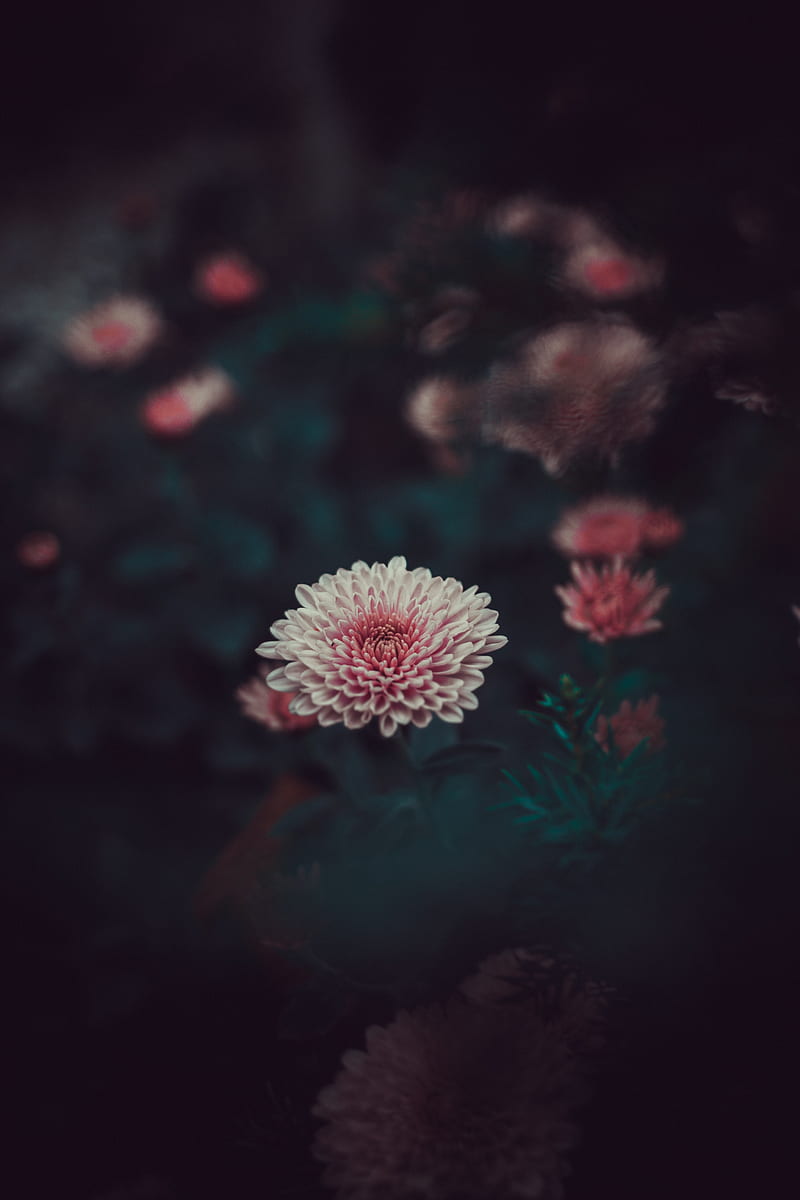 Pink Dahlia Blurry Close Up Petals Flowers Hd Phone Wallpaper Peakpx