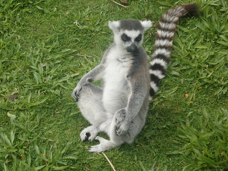 Ring-tailed Lemur Meditating, Meditating, Primate, Lemur, Ring-tailed Lemur, HD wallpaper