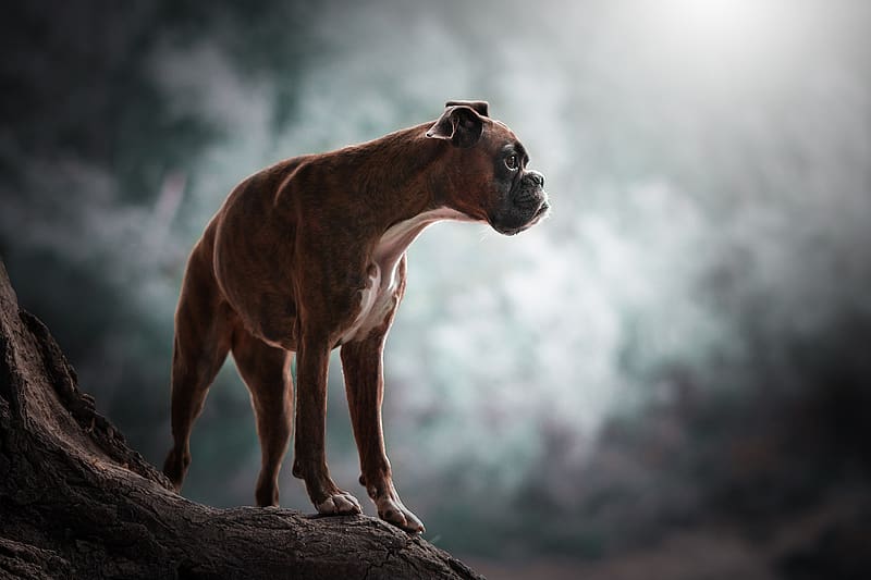 Boxer Dog Wallpapers  Wallpaper Cave