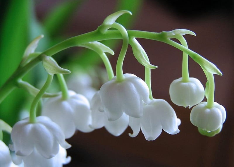 Lily Of The Valley, White, Flowers, Nature, HD wallpaper