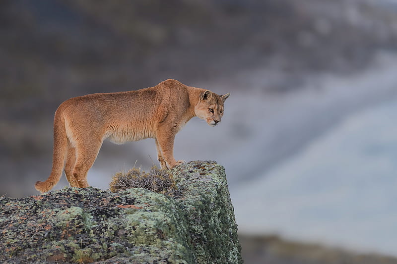 Cougar, cougar, animals, HD wallpaper