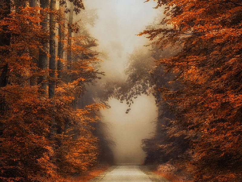 Autumn, forest, autumn, pathway, heart, trees, HD wallpaper | Peakpx