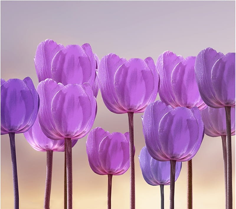 Beautiful Flowers, HD wallpaper