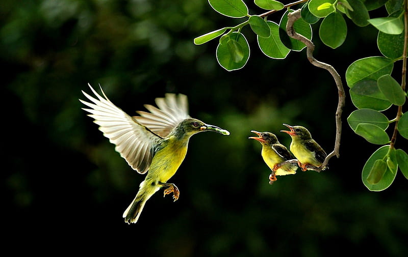 Humming-bird family, family, humming-bird, bird, green, food, branch, baby, leaf, HD wallpaper