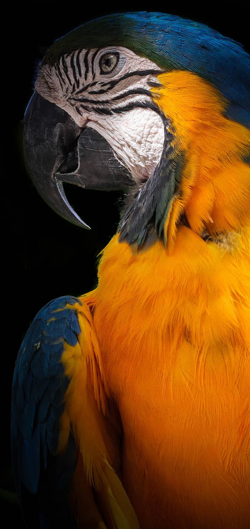 Yellow parred, parrot, parrots, HD phone wallpaper