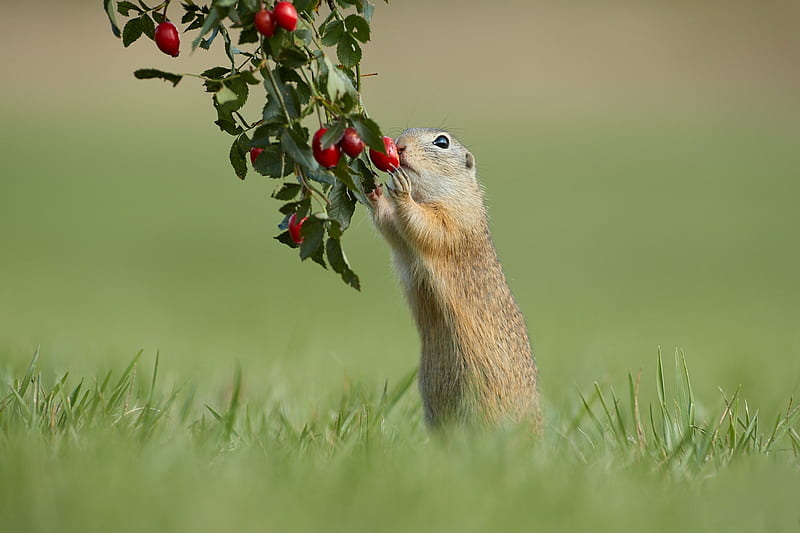 Animal, Gopher, Berry, Rodent, Wildlife, HD wallpaper