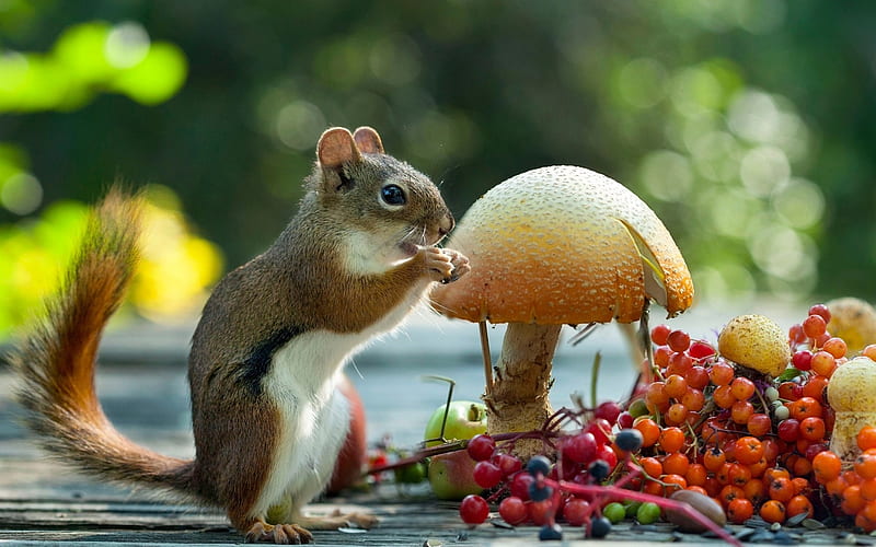 Squirrel, red, chipmunk, veverita, autumn, mushroom, animal, fruit, berry, HD wallpaper