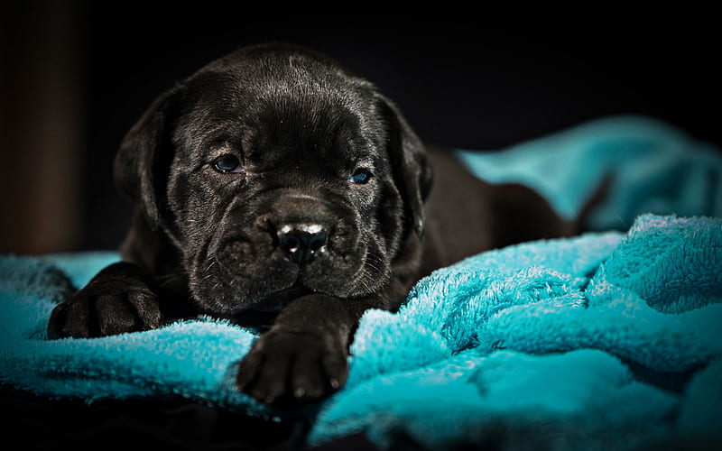 Small Cane Corso, puppy, pets, black Cane Corso, puppy with blue eyes, cute animals, dogs, Cane Corso, HD wallpaper
