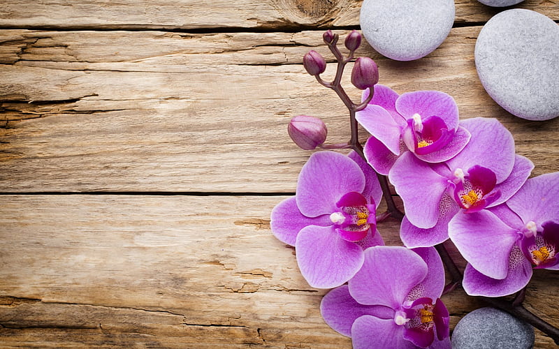 pink orchid, wood background, wooden boards, tropical flowers, orchids, HD wallpaper