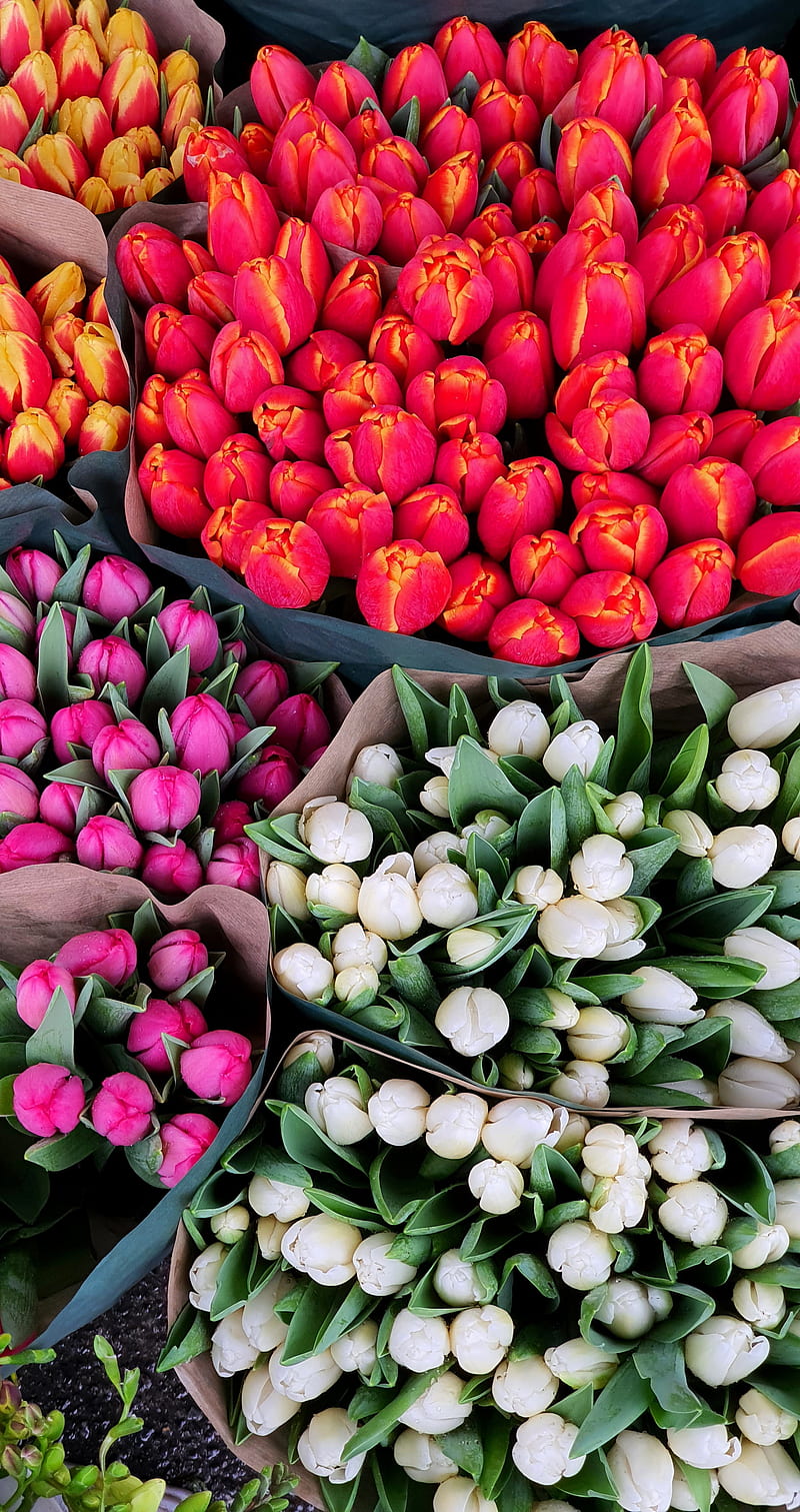 Tulip market, many, red, rose, tulips, white, yellow, HD phone wallpaper