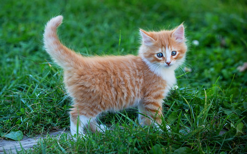 ginger kitten, little cute fluffy kitten, cute animals, pets, cats, HD wallpaper
