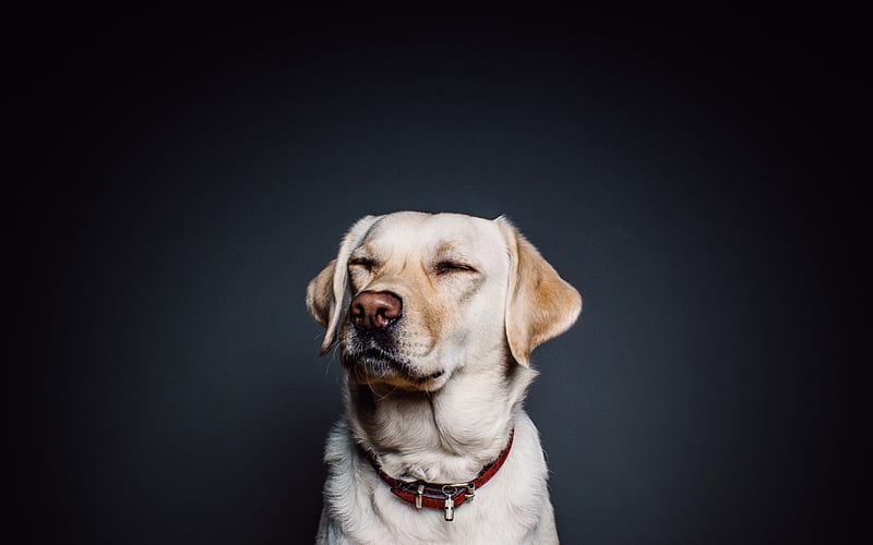 golden retriever, labrador, brown dog, gray background, pets, dogs, HD wallpaper