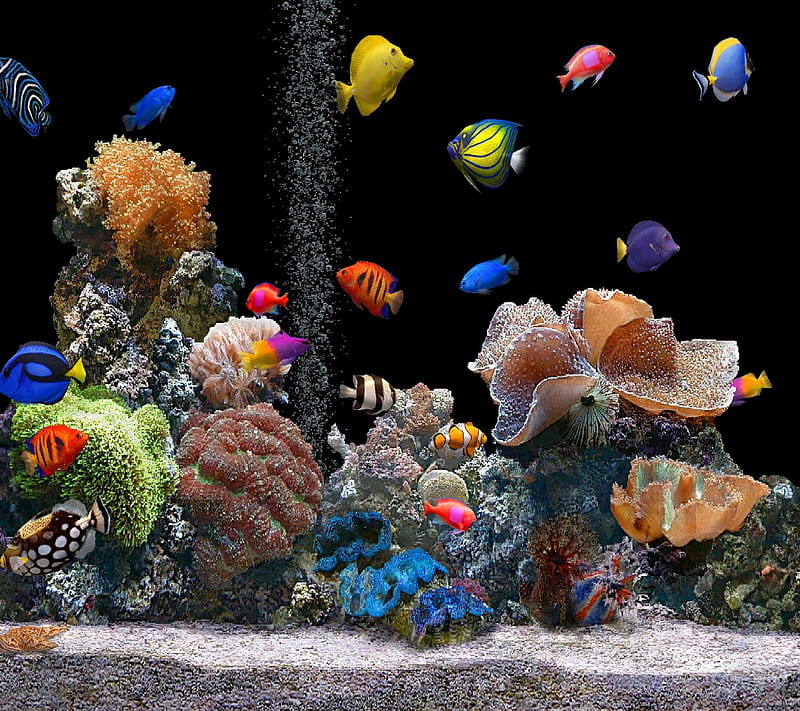 Fish, tank, HD wallpaper