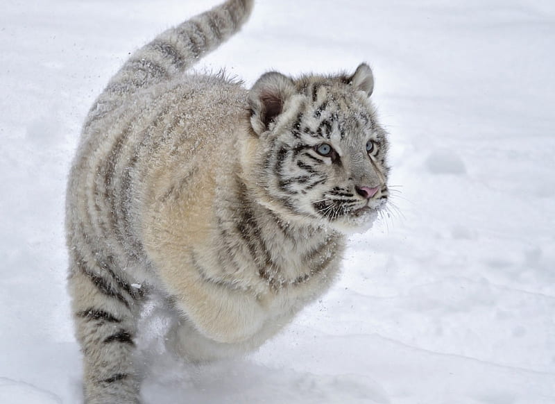 *** Tiger running in the snow ***, snow, cat, cats, animals, animal, winter, HD wallpaper