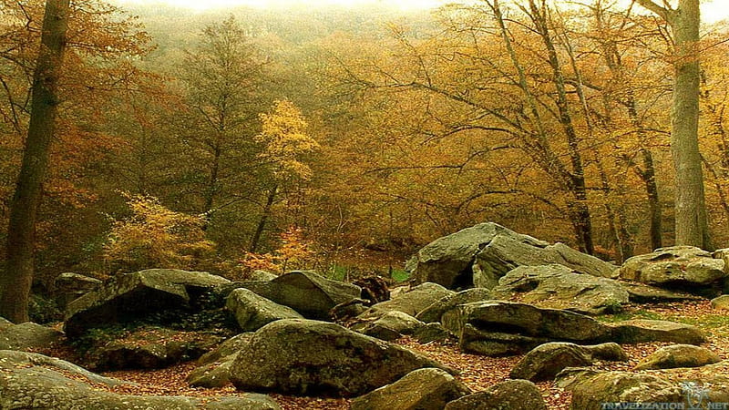 Beginning the fall, fall, tree, nature, rock, HD wallpaper