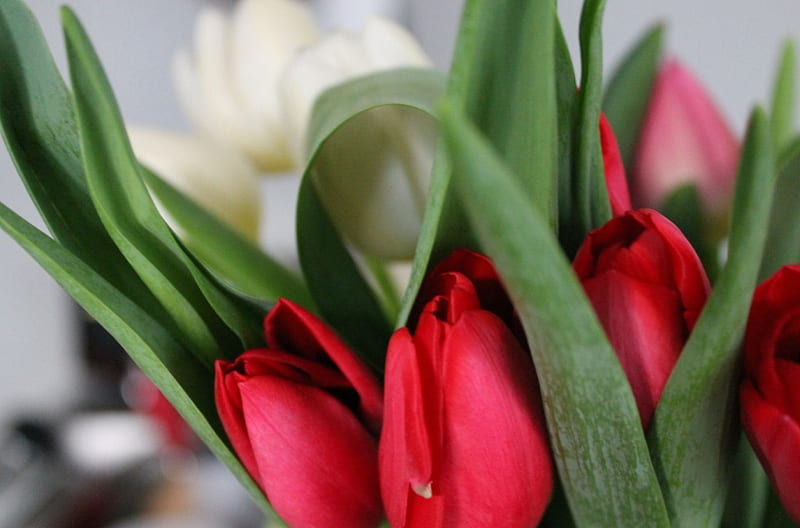 Freshness and delicacy, red, fresh, bonito, spring, delicacy, sweet, green, bouquet, love, siempre, tulips, white, HD wallpaper