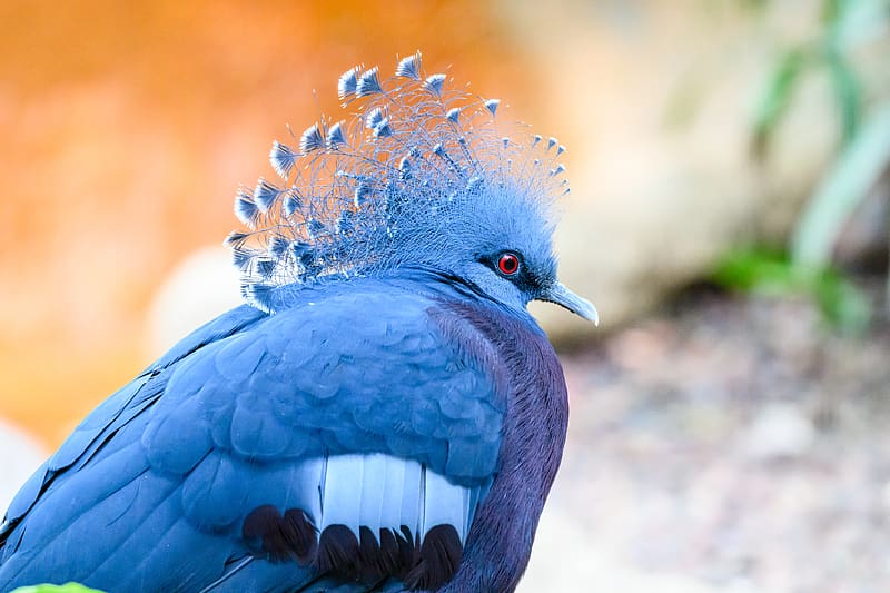 victoria crowned pigeon, pigeon, bird, blue, HD wallpaper