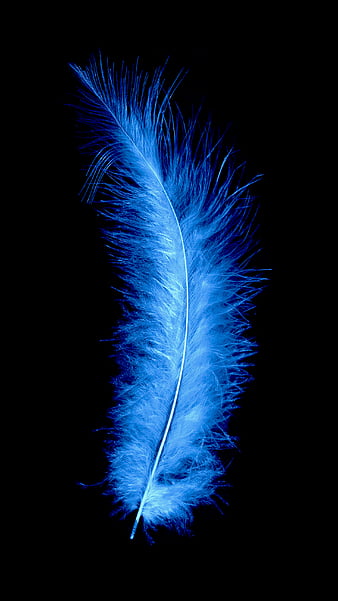 Blue Feathers