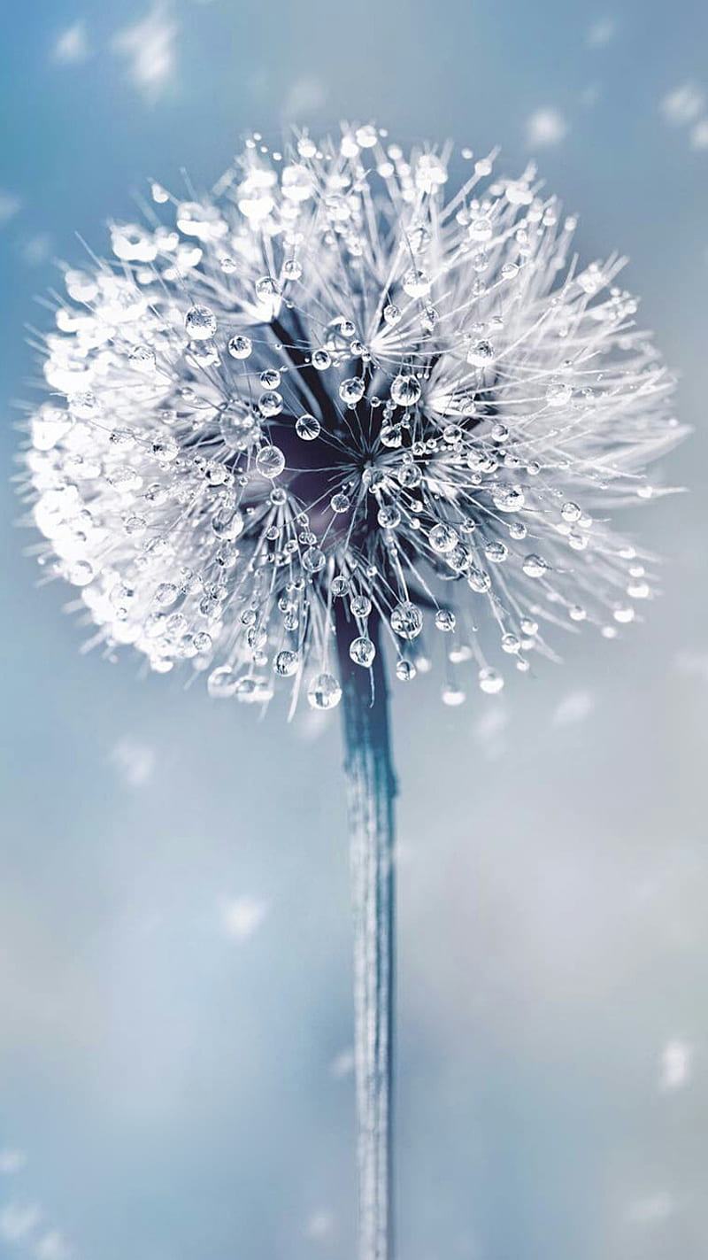 Dandelion, dew, drops, flower, macro, wet, HD phone wallpaper | Peakpx