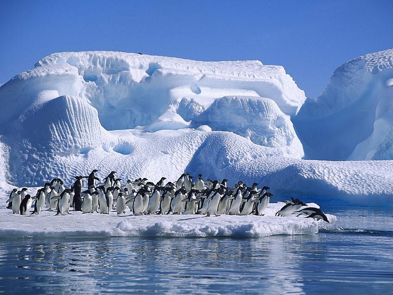 Antarctic swim, ice, dive, penguins, antarctic, HD wallpaper