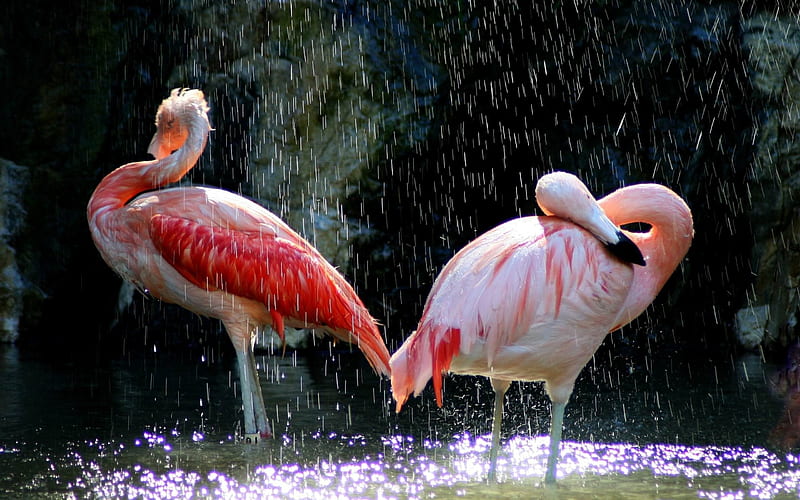 flamingos birds water drops-Animal, HD wallpaper