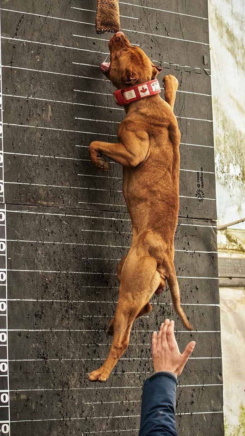 Pitbull training, dog, HD phone wallpaper