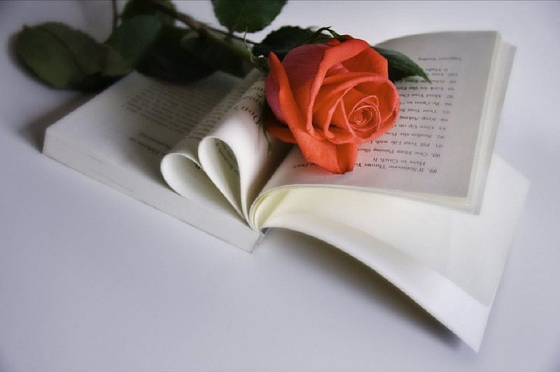 Rose and book, book, open book, still life, rose, HD wallpaper