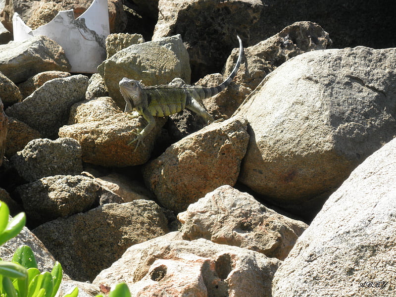 Iguana on the rocks, rocks, lizard, Iguana, green, gris, graphy, HD wallpaper