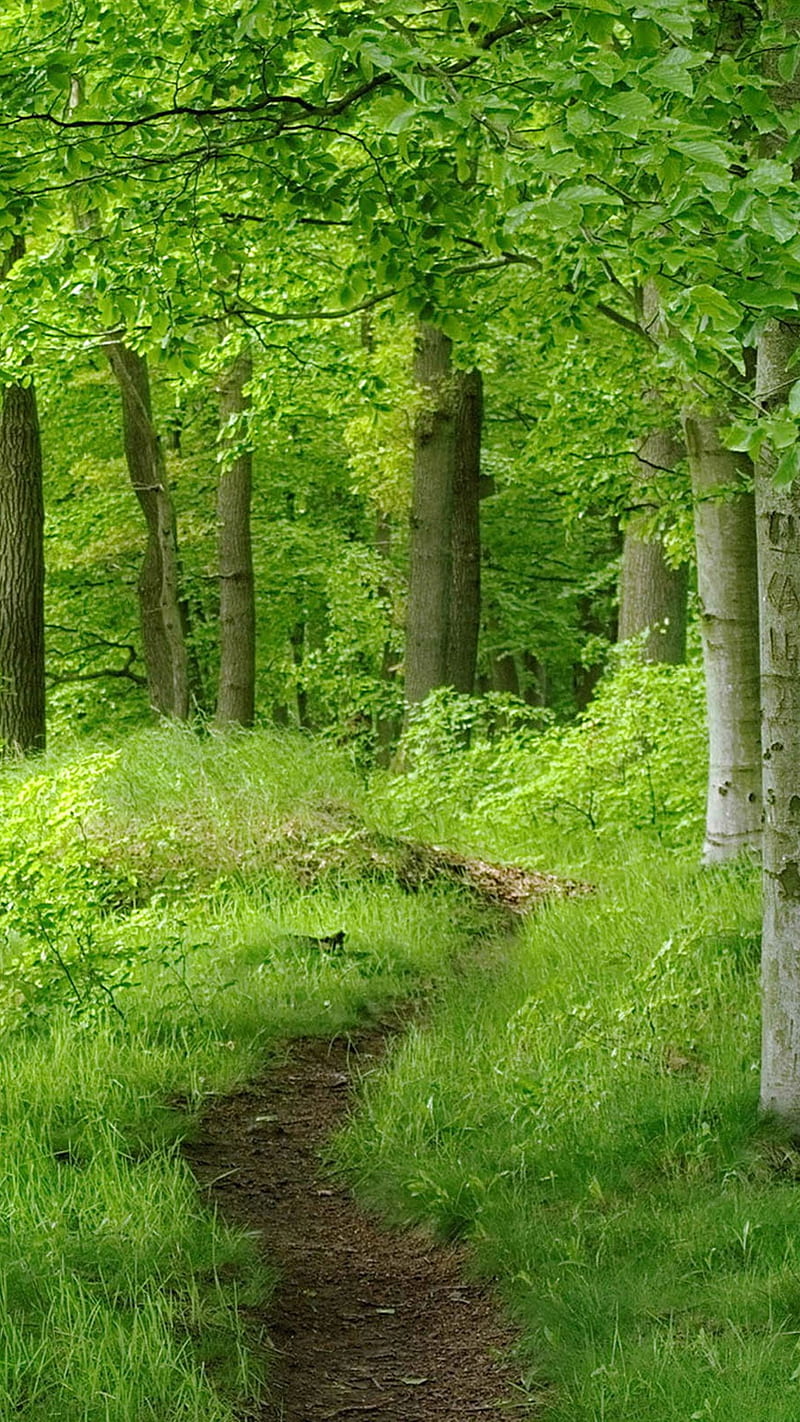 1080P free download | Forest, bonito, green, jungle, woods, HD phone ...