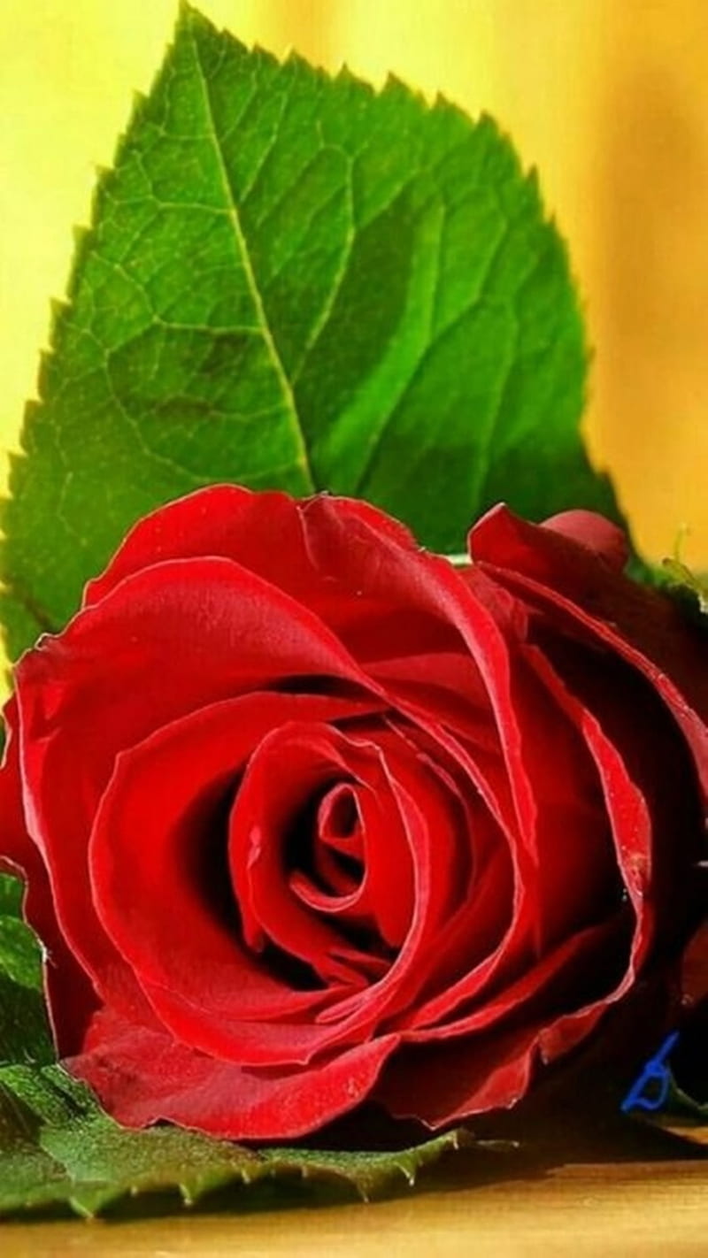 Red Rose, nature, HD phone wallpaper | Peakpx