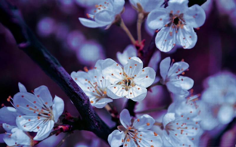 spring blossoms-spring landscape, HD wallpaper
