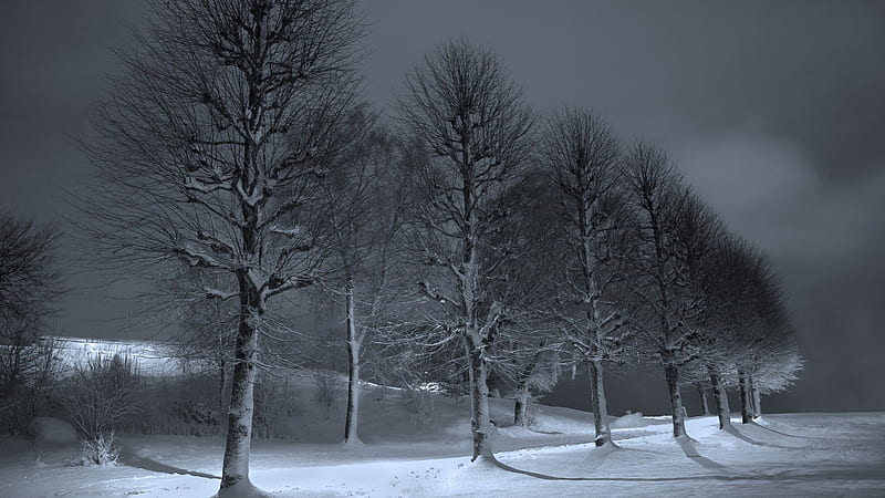 a row of trees in winter, in grey scale, row, grey scale, trees, field, winter, HD wallpaper
