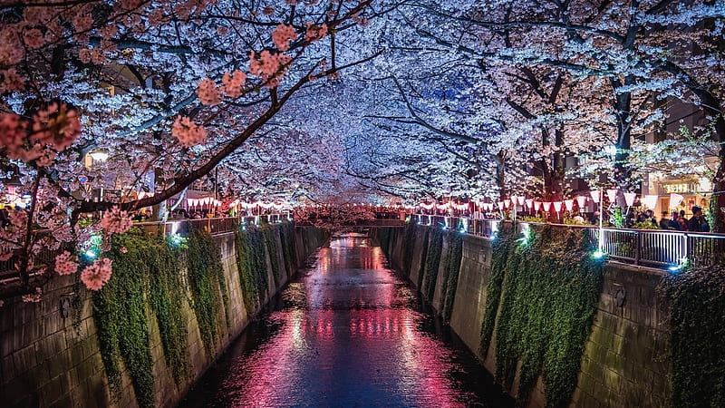 Sakura Fest, sakura, japan, japanese, tokyo, flower, river, spring, nature, cherry blossom, HD wallpaper