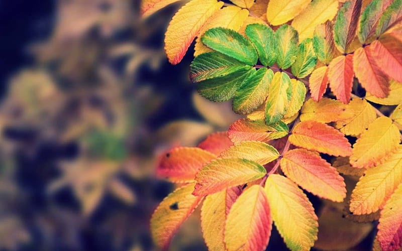Autumn leaf, flower, autumn, nature, leaf, HD wallpaper | Peakpx