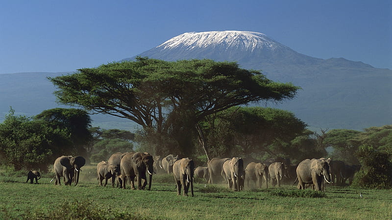 Elephant family, Kilimanjaro, Elephants, Tanzania, Kenya, HD wallpaper