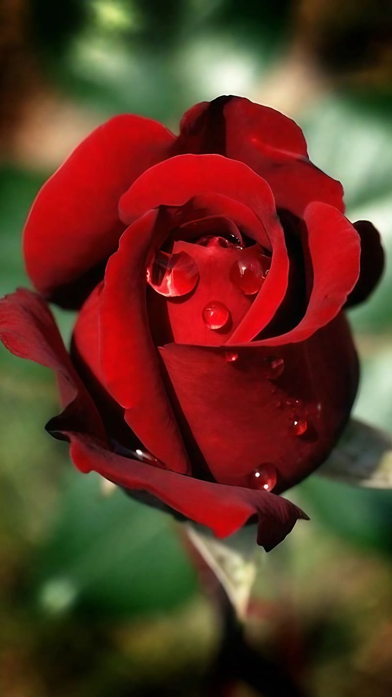 Gulab Ke Phool Ka, flower, red rose, HD phone wallpaper