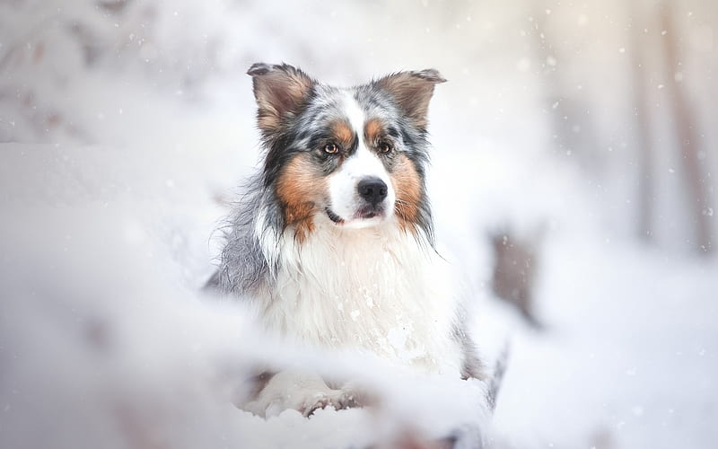 Australian Shepherd, dog, winter, forest, snow, Aussie, pets, HD wallpaper
