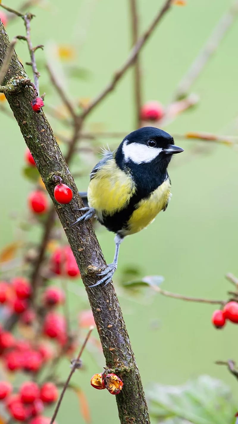 A bird, bird, branch, fruits, nature, tree, yellow, yellow bird, HD phone wallpaper