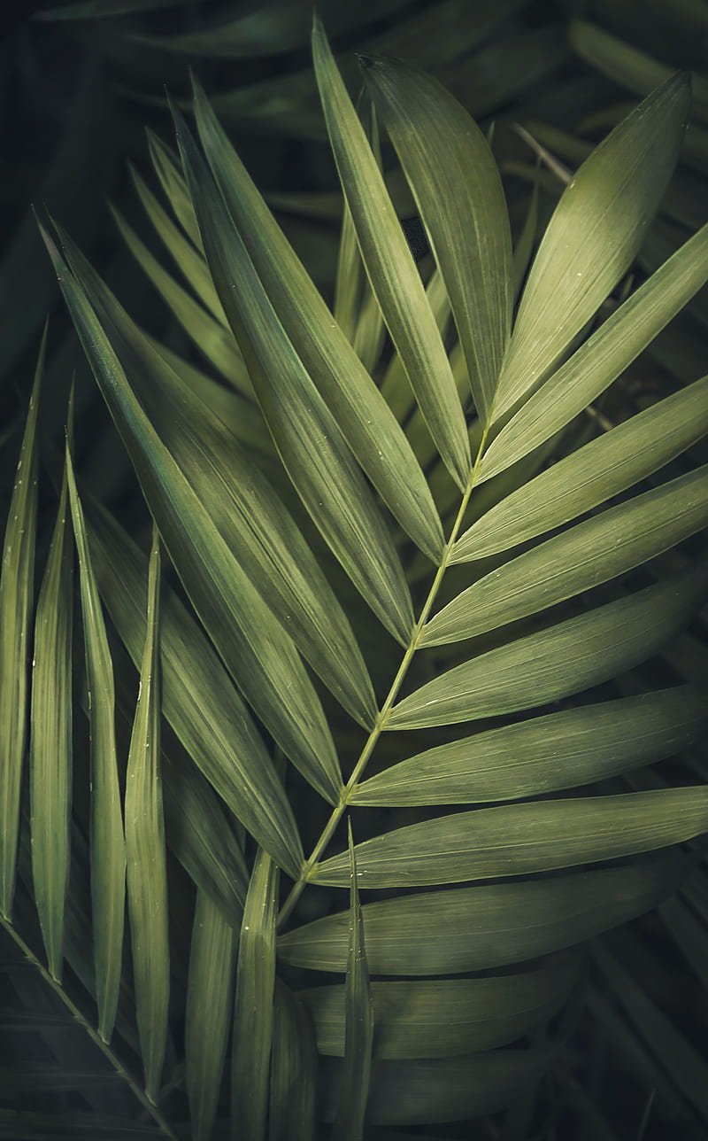 4K free download | Plant, leaves, stripes, macro, HD phone wallpaper ...