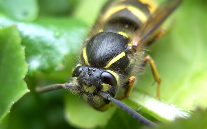 Wasp Eyes, wasp, bug, green, black, yellow, nature, HD wallpaper