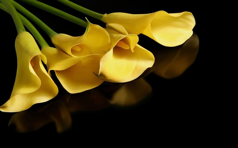 Flowers, Flower, , Yellow Flower, Calla Lily, HD wallpaper