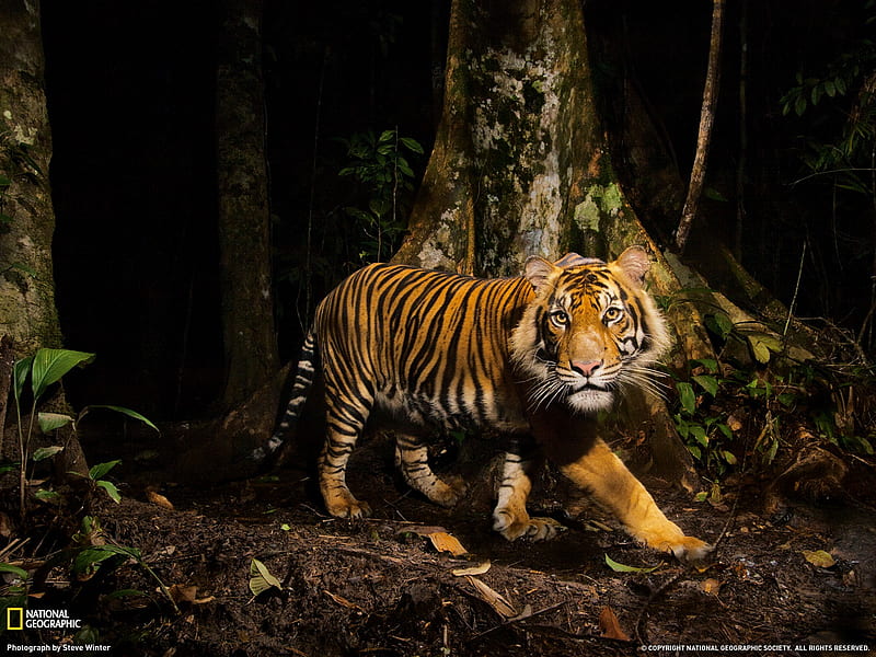 Tiger Indonesia-National Geographic magazine, HD wallpaper
